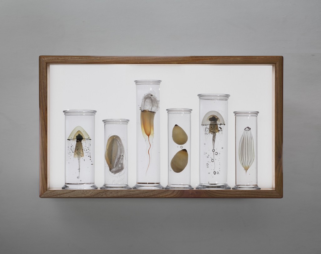 6 jars and lightbox by Steffen Dam, blown and cast glass in backlit Elmwood box. Photo: Joanna Bird Contemporary Collections .