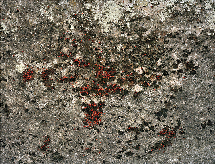Frederik Vidal (Hamburg) Pyrrhocoridae, Ultrachrome pigment print, 120 x 150 cm, edition 5+2, 2008